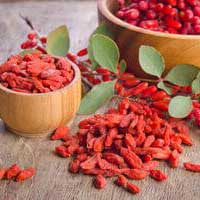 Metafast - Go Trendy USA