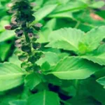 Metabo Flex - Go Trendy USA