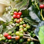 Metabo Flex - Go Trendy USA