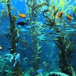 Metabo Flex - Go Trendy USA