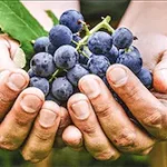 Metabo Flex - Go Trendy USA