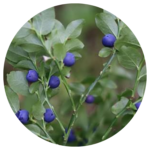 Sight Care - Go Trendy USA